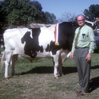bainsville-holstein-cow